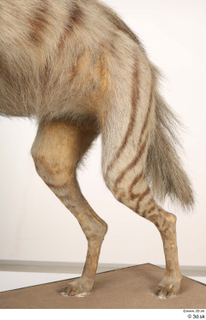 Striped Hyena Hyaena hyaena leg 0033.jpg